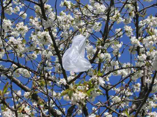 Plastic-Bag-In-Tree 550 Plastic bag caught in blossoming apple tree