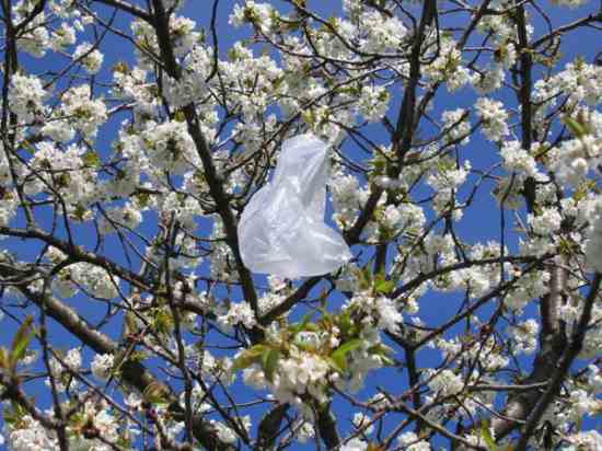 Plastic bag caught in blossoming apple tree
