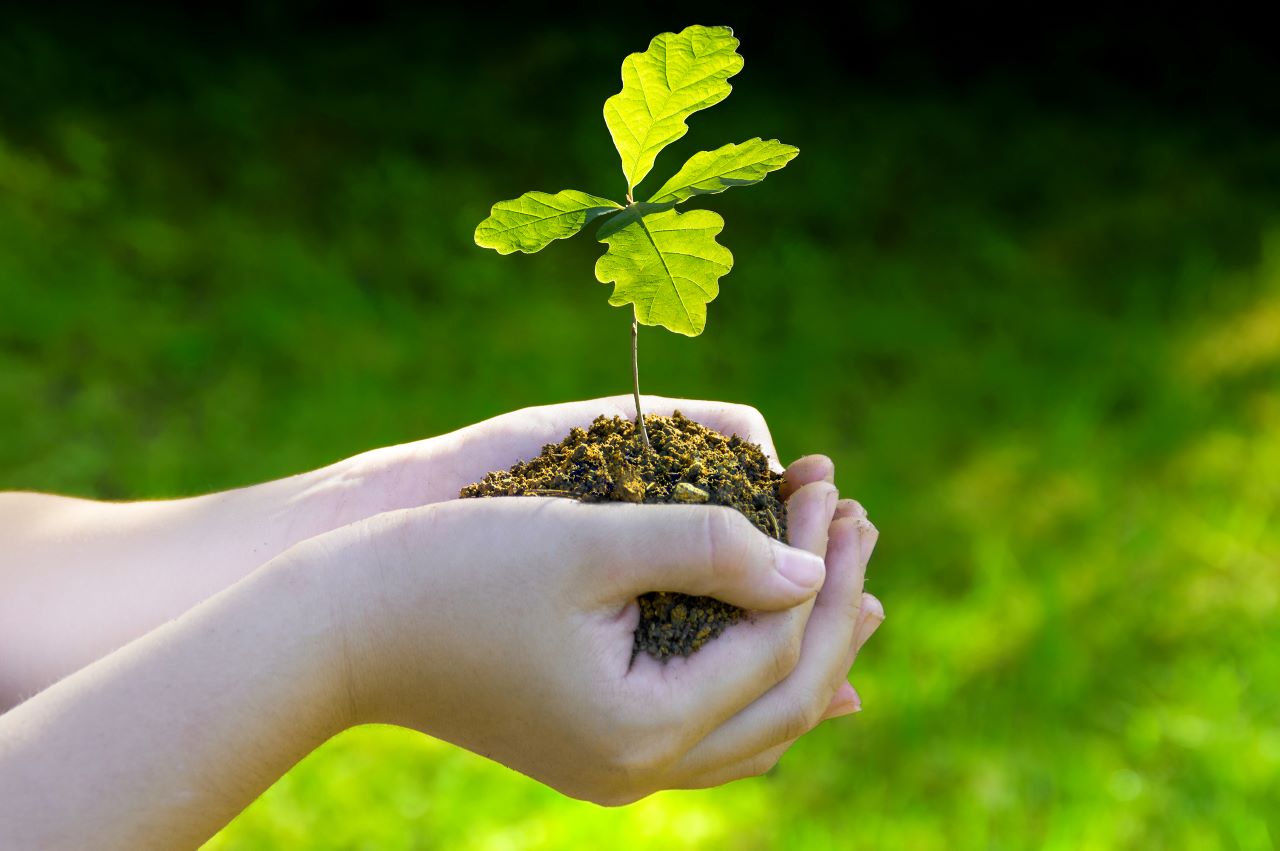 ED 21 Oak Seedling 1280w